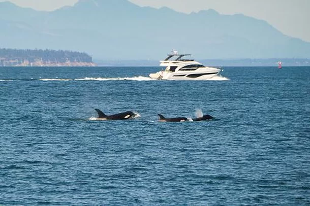 A Inteligência das Orcas: Adaptação e Mistérios do Oceano