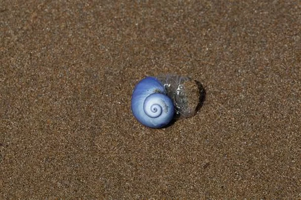 Descubra 6 Fascinantes Criaturas que Habitam na Grande Mancha de Lixo do Pacífico